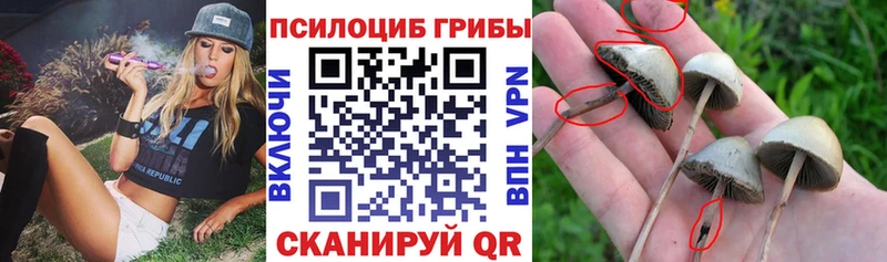 купить наркотики сайты  Сенгилей  кракен зеркало  Псилоцибиновые грибы ЛСД 